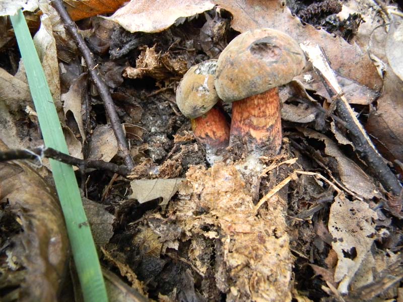 2) Il seguito del 19.10.2010.